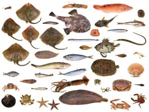 Soortherkenning ILVO