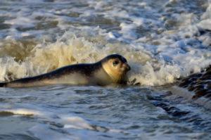 zeehond